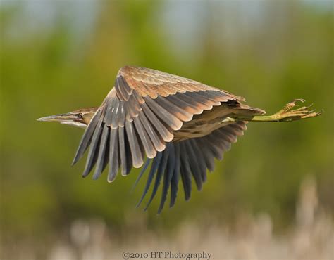 americanbitterninflight photos on Flickr Flickr