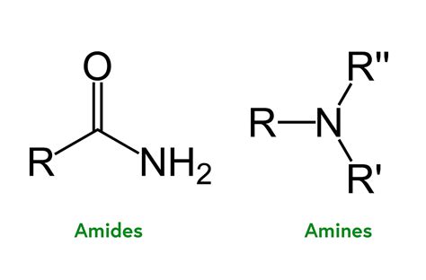 Amide Vs Amine
