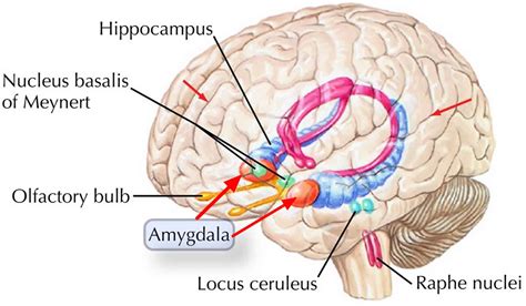 amigdala adalah