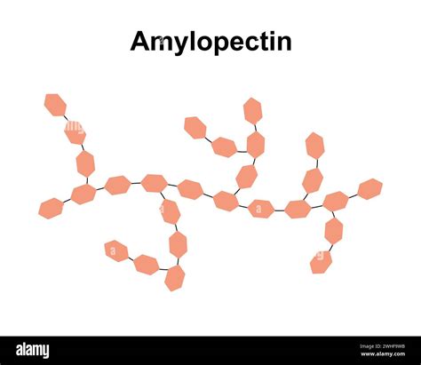 amilopectin | Pht biu no sau y l ng