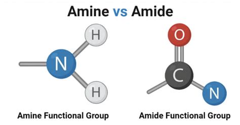 Amine Vs Amide