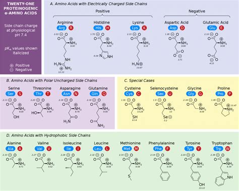 Amino Acid Structures Chart