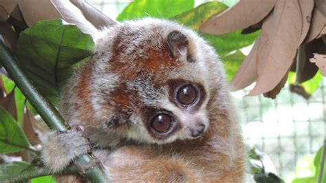 Amnh Pygmy Loris