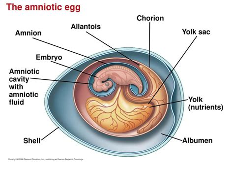 Amniotic Egg Diagram