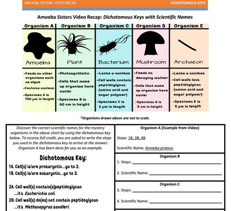 Amoeba Sisters Handouts Science With The Amoeba Sisters Amoeba Sisters Biomolecules Worksheet - Amoeba Sisters Biomolecules Worksheet