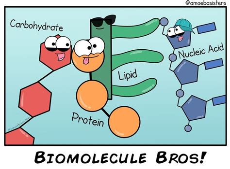 Amoeba Sisters Youtube Amoeba Sisters Biomolecules Worksheet - Amoeba Sisters Biomolecules Worksheet