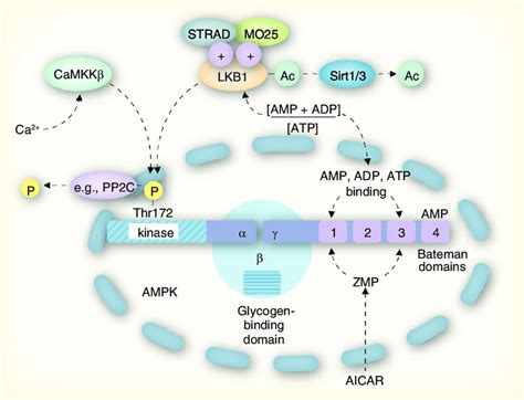 Amp Activated Protein Kinase