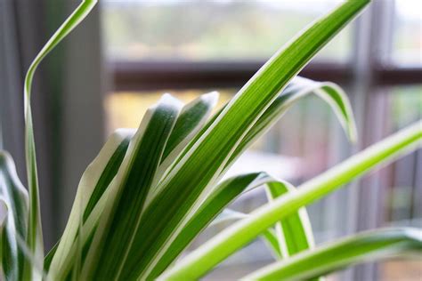 ampellilja katt giftig