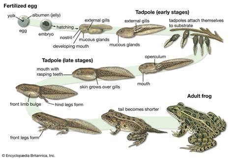 amphibian evolution the life of early land vertebr