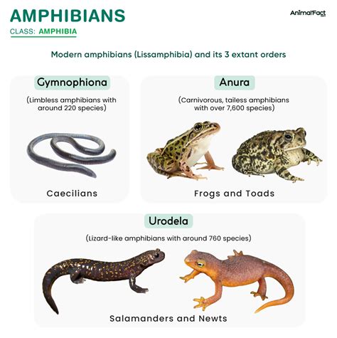 Amphibians Study Guide