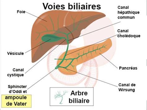 Ampoule De Vater