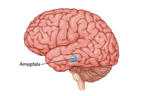 Amygdala Damage
