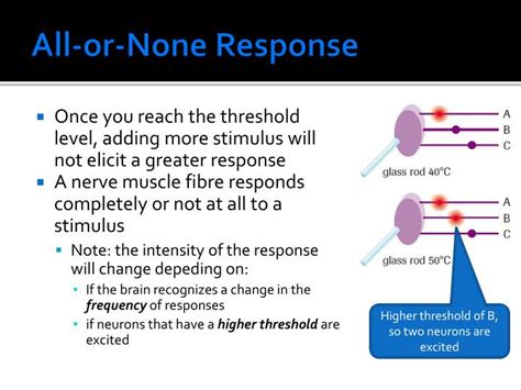 An All Or None Response Pattern Is Characteristic Of The