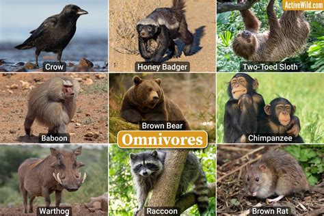 An Example Of A Omnivore