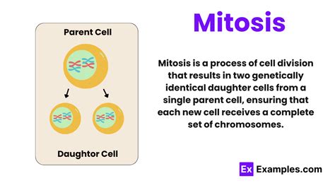 An Example Of Mitosis At Work Is A Leaf