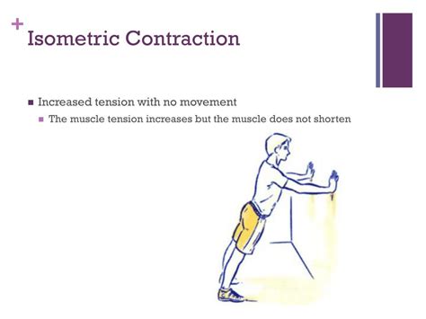 An Isometric Action Occurs When The Pulling Force