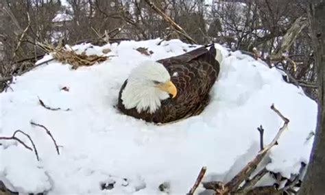 Read An Eagle In The Snow 