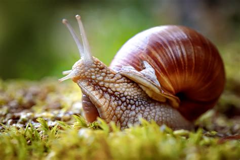 Download An Introduction To Mollusca 