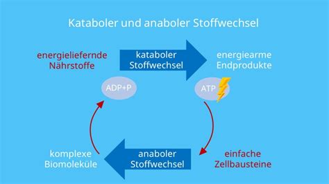 anaboler stoffwechsel beispiele