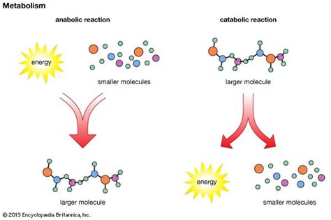 Anabolic Reaction Example