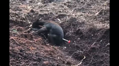 Anak Beruang Madu Terjerat Perangkap Babi Di Kebun Madu Bajakah Jogja - Madu Bajakah Jogja