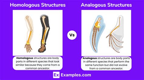 Analogous Structures Vs Homologous Structures