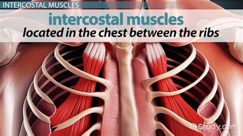 Analysis Of The Term Intercostal Reveals Which Of The Following
