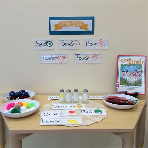 Analyze Recipes With Five Senses Science Projects 5 Senses Science Experiment - 5 Senses Science Experiment