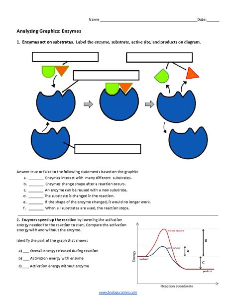Analyzing Graphics Enzymes Answer Key