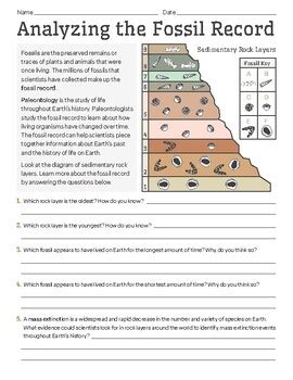 Analyzing The Fossil Record Worksheet Education Com 6th Grade Fossil Worksheet - 6th Grade Fossil Worksheet