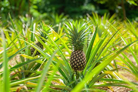 ananas | Ananas DiscoverYOU