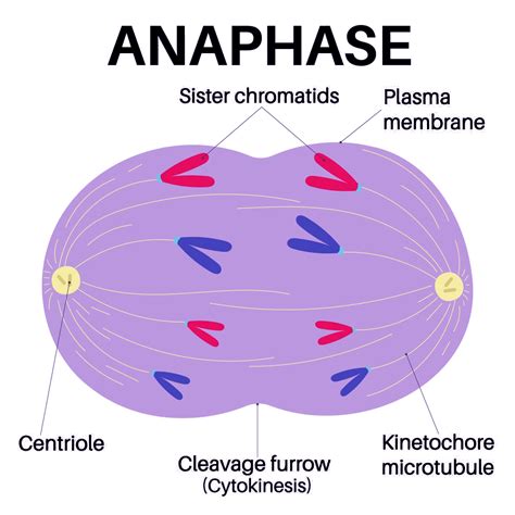 Anaphase