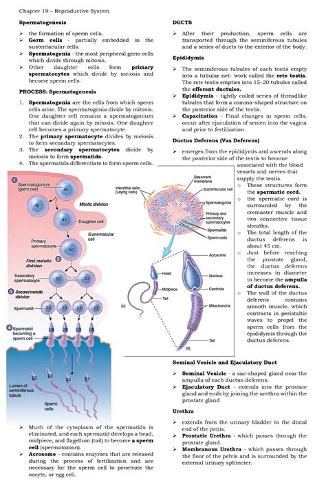 Anaphy Reproductive