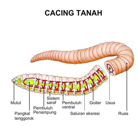 anatomi cacing
