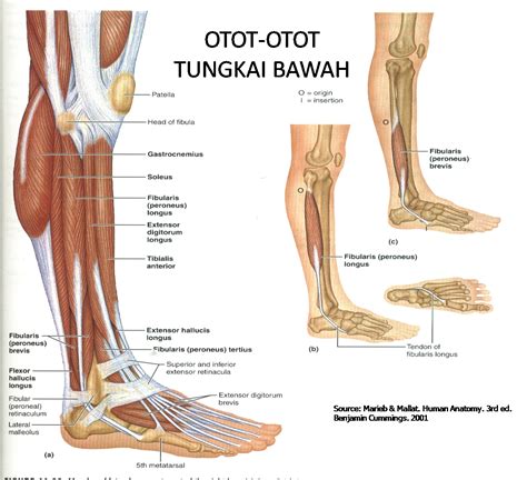 anatomi kaki manusia pdf