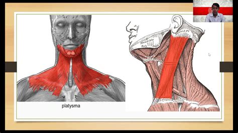 anatomi kepala dan leher