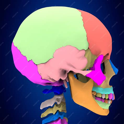 Anatomia 3d De Craneo