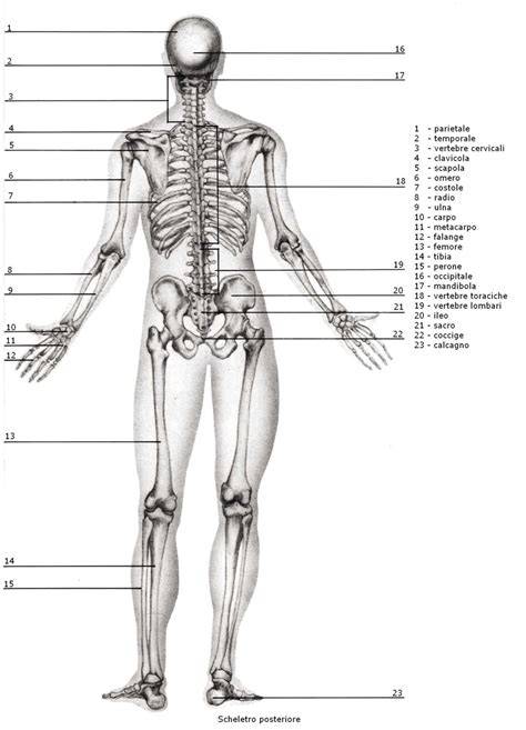 anatomia apparato locomotore