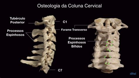 Anatomia Coluna Cervical