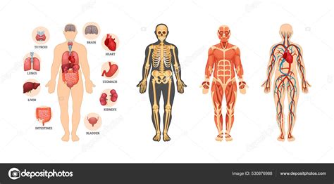 Anatomia Completo
