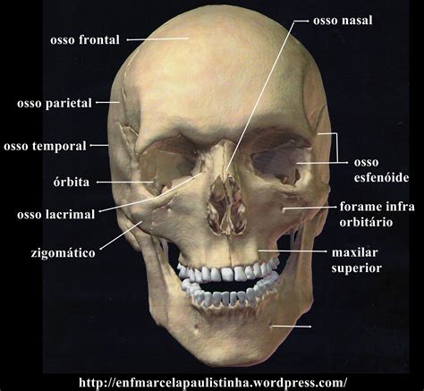 Anatomia Cranio Humano