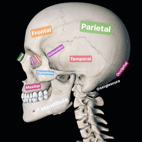 Anatomia Da Cabeça