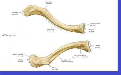 Anatomia Da Clavicula