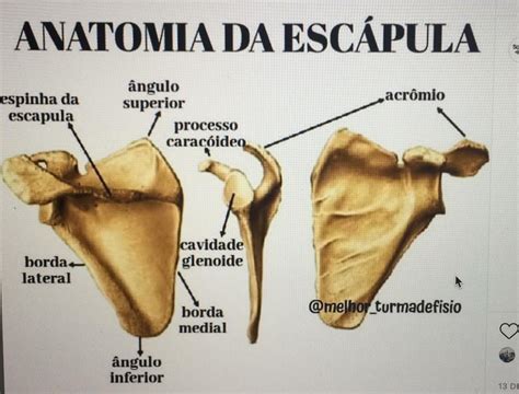Anatomia Da Escapula