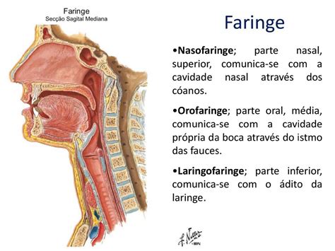 Anatomia Da Faringe