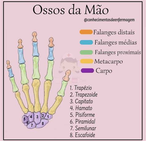 Anatomia Da Mão Ossos