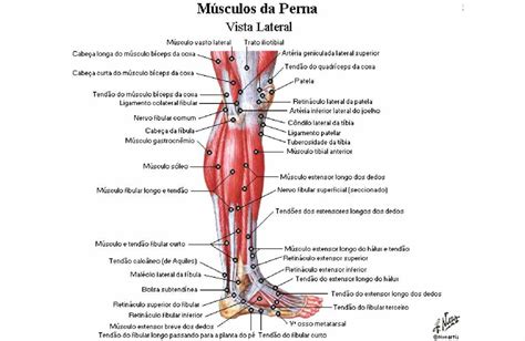 Anatomia Da Perna