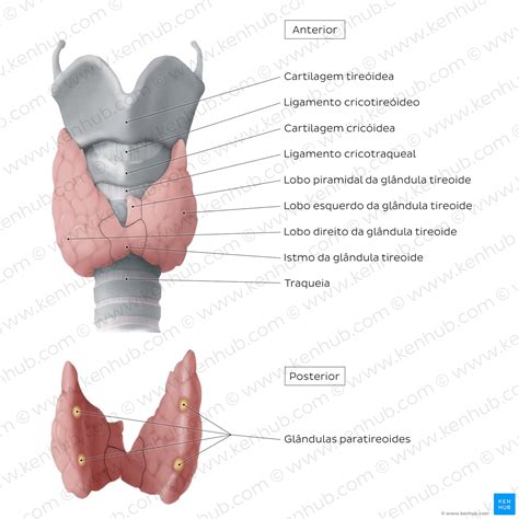 Anatomia Da Tireoide