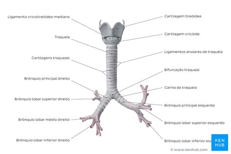 Anatomia Da Traqueia