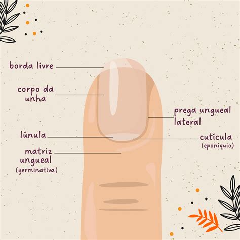Anatomia Da Unha